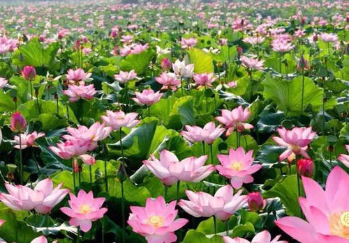 荷花博览园