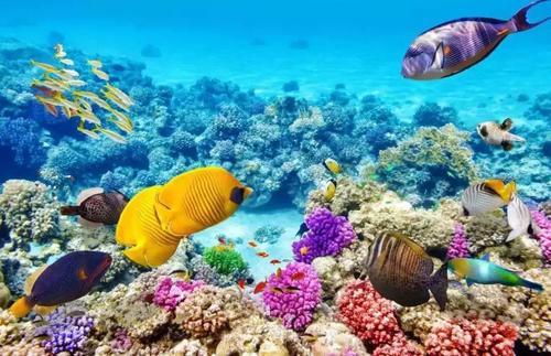 大洋海底世界