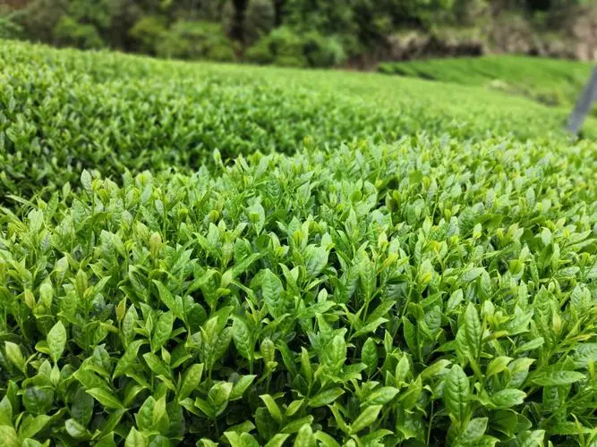 “鼎湖”牌茶叶